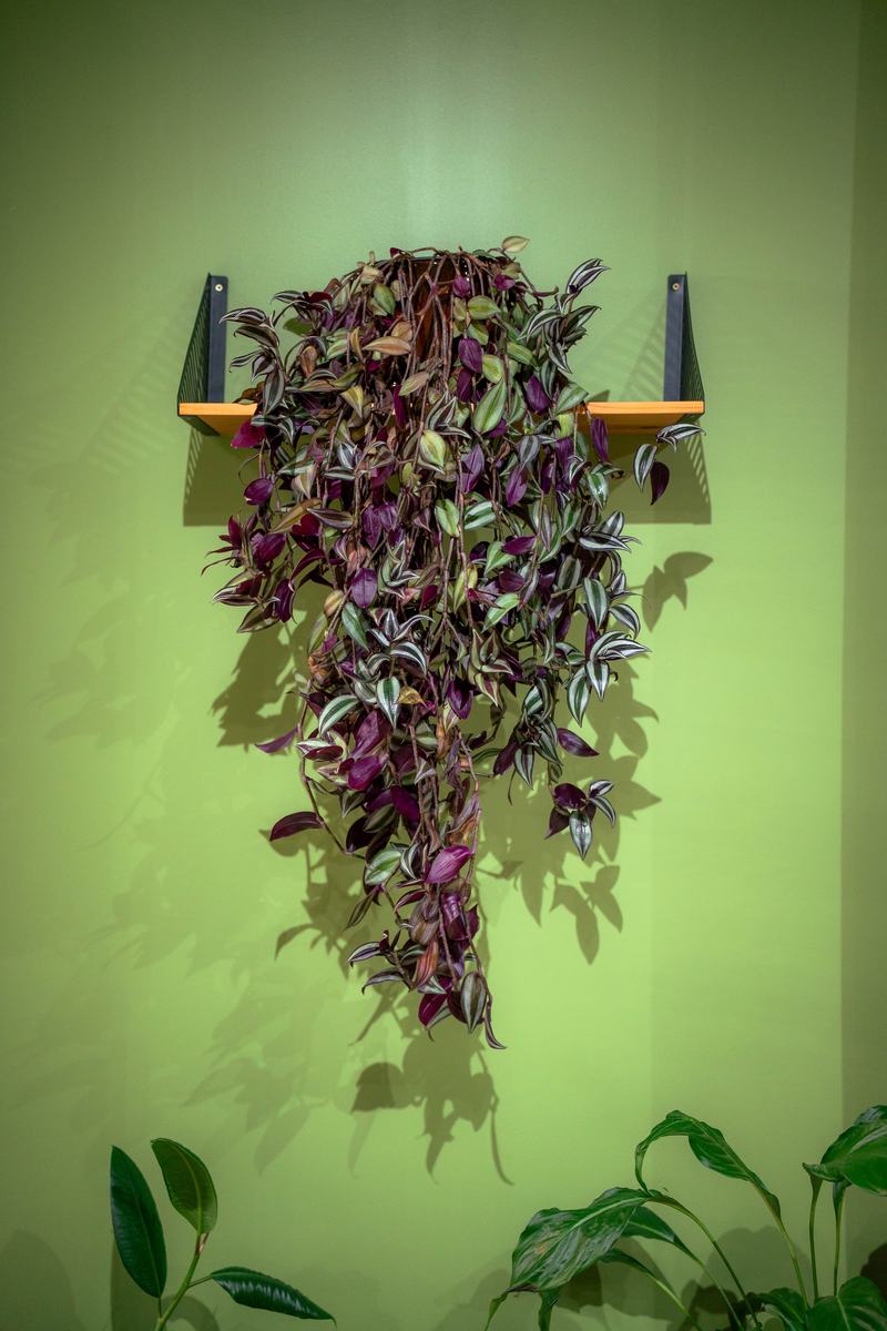 Trailing purple wandering-jew plant mounted on the green wall